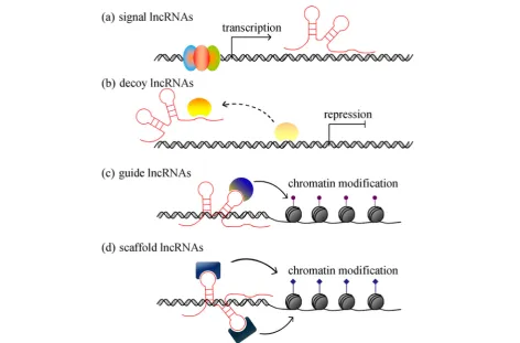 Fig. 2 Schematic diagram of the modes of action of lncRNAs.chromatin to exert functions like repressing the transcription of target mRNAs.genes for chromatin modification.response to developmental cues, concerting the combinatorial actions of transcription