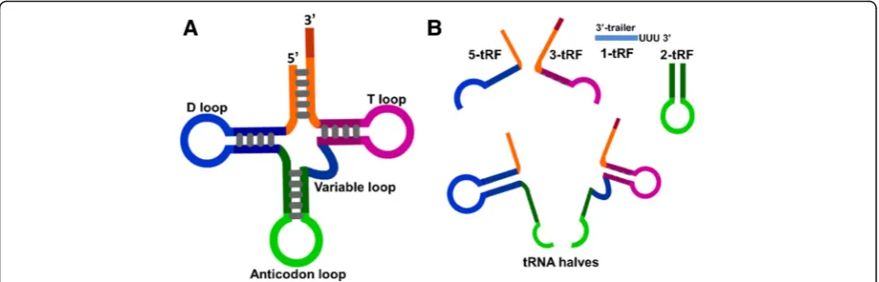 Fig. 1 The structure of tRNA and classification of tsRNAs. a The schematic diagram of the secondary structure of tRNA