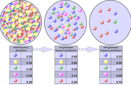Figure 2, Genetic drift (Courtesy: Gringer, CC BY-SA 3.0)  