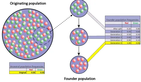 Figure 4, Founder effect diagram, (Courtesy: Professor Marginalia, CC BY-SA 3.0).  