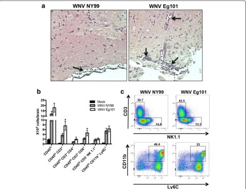 Fig. 8 Infiltration of leukocytes in the brains of WNV NY99 and WNV Eg101 infected mice.bgradient centrifugation