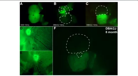 Fig. 1 Coverage of cholera toxin-B (CTB) transport in the superior colliculus (SC). a–c Whole mount brain (cortex removed) of three mice demonstratingvarying degrees of anterograde transport to major retinal targets that include lateral geniculate nucleus 