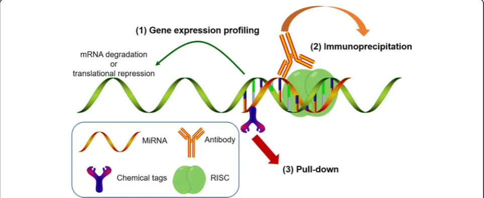 Fig. 1 Current experimental strategies for intracellular target identification of miRNA