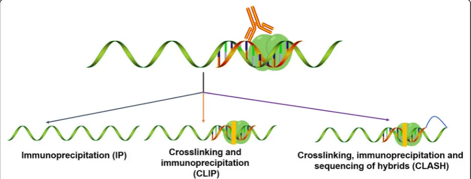 Fig. 3 Schematic illustration on the immunoprecipitation-based strategies for miRNA target identification