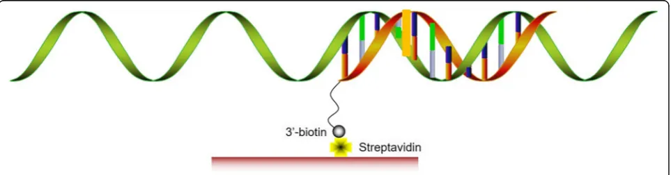 Fig. 4 Pull-down of miRNA-associated targets with 3′-biotinylated miRNAs as probes