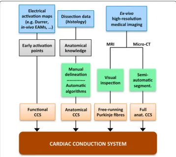 Figure 8 CCS generation stage of the development process of a 3D cardiac computational model