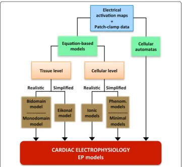 Figure 9 Cardiac electrophysiology modelling stage of the development process of a 3D cardiac computationalmodel
