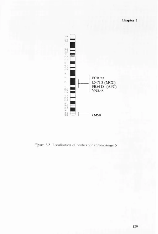 Figure 3.2 Localisation of probes for chromosome 5