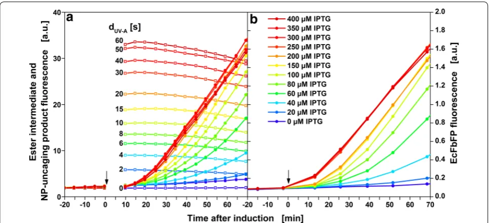 Fig. 5 Onset of heterologous protein production after induction with cIPTG or IPTG. Fluorescence intensity of ester intermediate and NP‑uncaging product (open squares, λEx = 326 nm, λEm = 407 nm) and FbFP fluorescence intensity (circles, λEx = 450 nm, λEm 