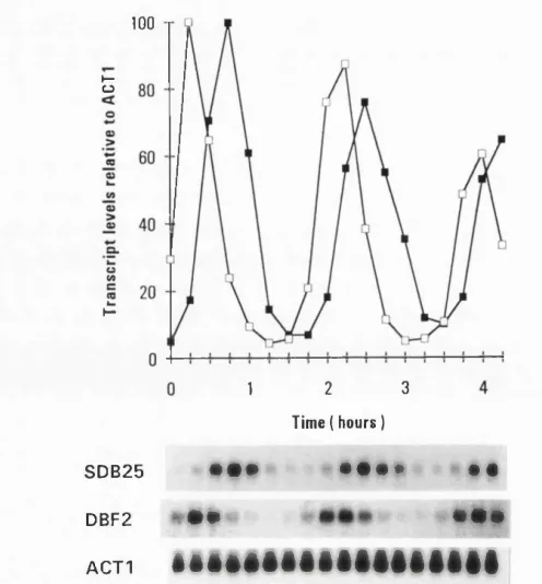 Figure 4. Regulation of the SDB25 transcript in cells synchro­nized by élutriation. The culture used in this experiment has been described previously (Kitada et al