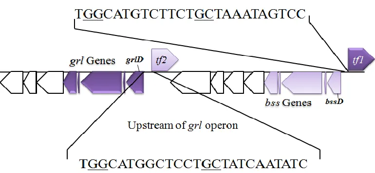 Figure 8. Diagram showing coding and upstream regions of bss (Geob_2442-