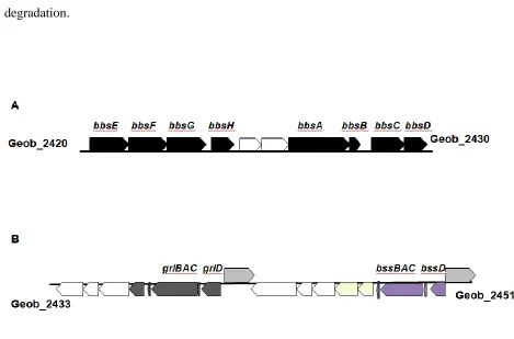 Figure 11: bbsoxidation genes within the genome of aromatic compound degradation functions according to NCBI annotations