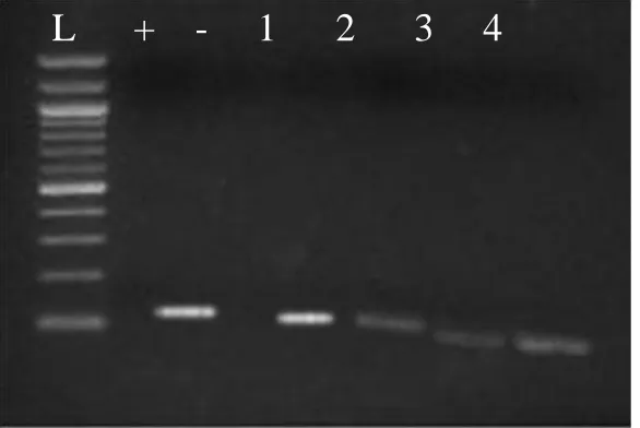 Figure 13: Relative expression of bssAanaerobic oxidation of benzene and toluene.bp) formed with DNA ladder; +: positive control- mix only without cDNA template; 1: 2: Gene amplified was G