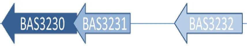 Figure 3.5.1 Predicted BAS3231 (sigI) operon structure.  