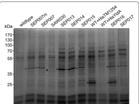 Fig. 5 CBB-stained SDS-PAGE analysis of Synechocystis cell lysates. Soluble lysates of wildtype and relevant mutant strains