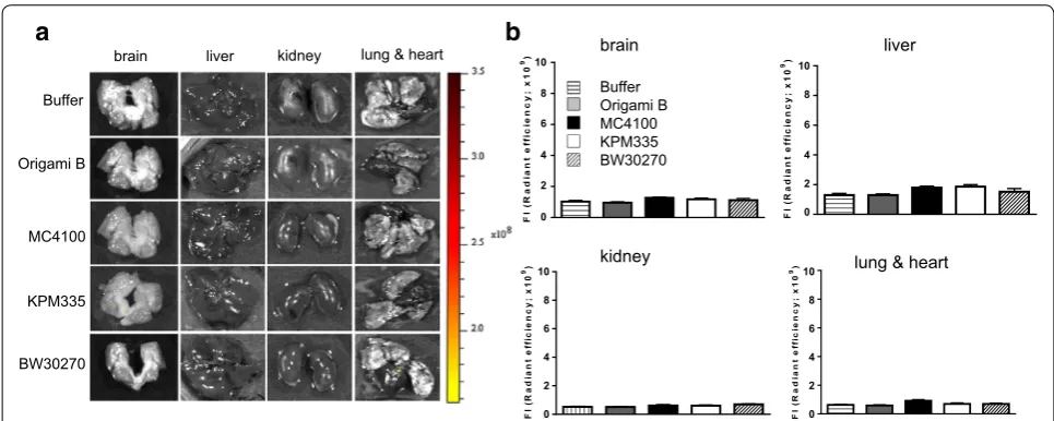 Fig. 7 Nanoparticle biodistribution in normal tissues. a Representative ex vivo images of T22‑GFP‑H6 nanoparticles uptake in mouse brain, liver, kidney, lung or heart tissue after injection as measured by GFP‑emitted fluorescence