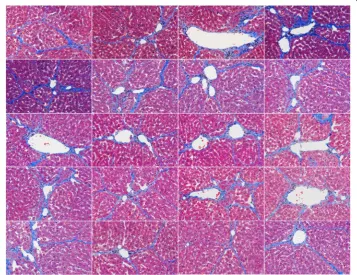 Figure 3 Original liver fibrosis histological images for performance evaluation. Twenty histologicalimages obtained for performance evaluation by digitizing several sections from a liver histological specimenof a Wistar rat.