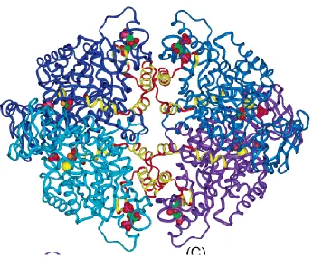 Figure 1-3 Pyruvate kinase M2 structure 