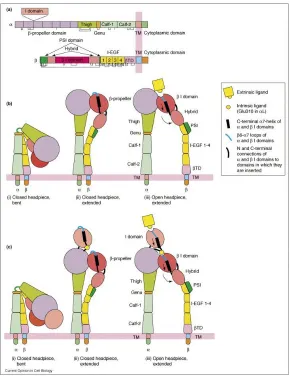 Figure 1-5 Integrin activation 