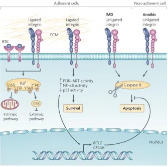 Figure 1-6 Microenvironment influences cell fate via integrins 