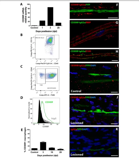 Fig. 1 Expression of CD300f and its ligand in normal and lesioned nerve. QPCR from lesioned nerve show time-dependent increased CD300f expression(a, relative to unlesioned nerve = 1)