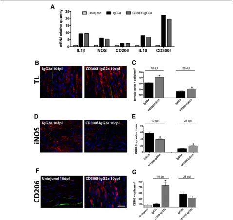Fig. 3 CD300f-IgG2a increases macrophage infiltration and induces their phenotypic change after a sciatic nerve crush injury