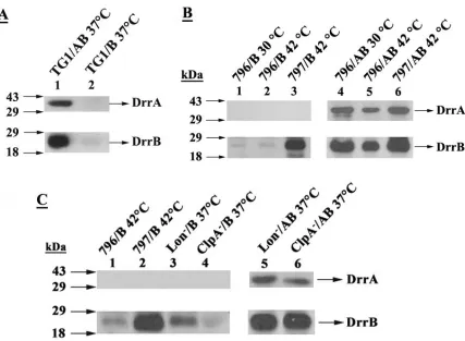 Figure 2.1 Role of DrrA and FtsH in stable maintenance of DrrB 