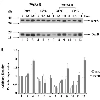 Figure 2.5 FtsH promotes assembly of the DrrAB complex  
