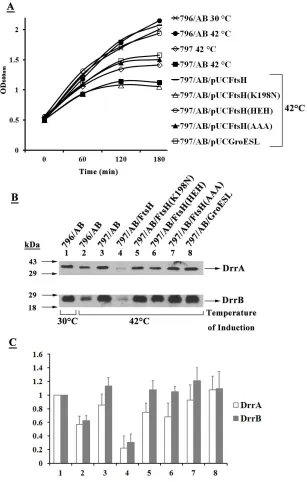 Figure 2.7 The AAA domain of FtsH is sufficient to complement the growth defect resulting from the expression of DrrAB in 797 cells