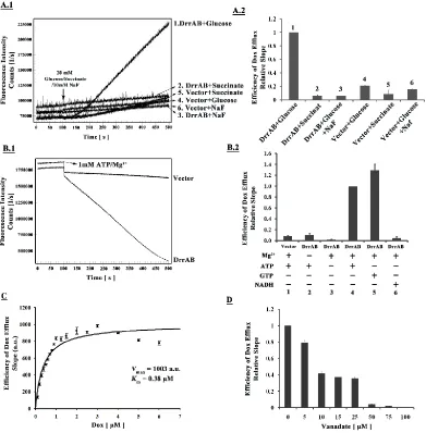 Figure 3.1 Characterization of the DrrAB-mediated Dox efflux under in vivo and in vitro conditions