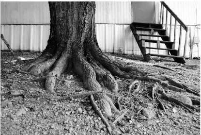 Figure 3: Ashley Maxwell, 2014 photo of the root system pots were tied to 