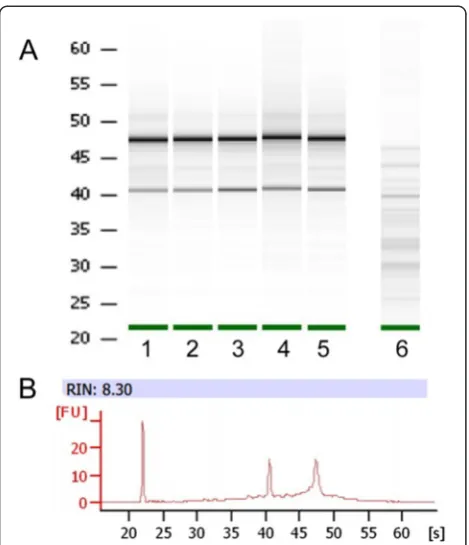 Fig. 2 Assessment of RNA integrity during immunohistochemicalsteps and laser microdissection procedures