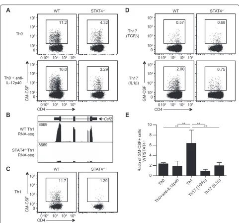 Fig. 2 Th1 and Th17 CD4 T cell production of GM-CSF is dependent on STAT4 during EAE. MOG35–55 specific cytokine production was assessedin the dLN from WT and STAT4−/− mice 10 days after EAE induction