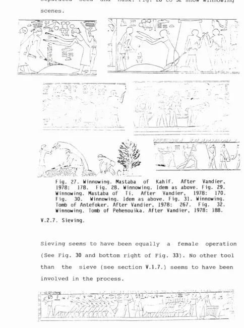 Fig. 27. Winnowing. Mastaba 1978: 178. Fig. 28. Winnowing. Idem as above. Fig. 29.