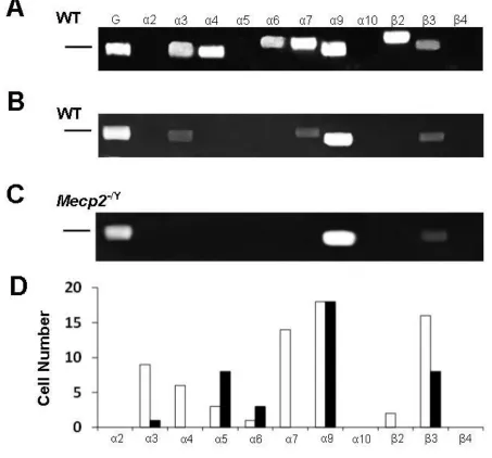 Figure 5.3 Receptor subunit expression in identified LC neurons.  