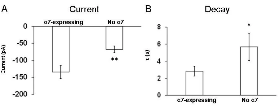 Figure 5.5 Presence of the α7 subunit affects the current amplitude and decay time constant in LC neurons from WT mice