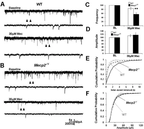 Figure 5.7 Cholinergic modulation of GABA inputs to the LC neurons with a nAChR antagonist is enhanced in Mecp2−/Y mice