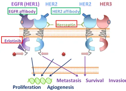 Figure 1.2 EGFR family and its targeting molecules 
