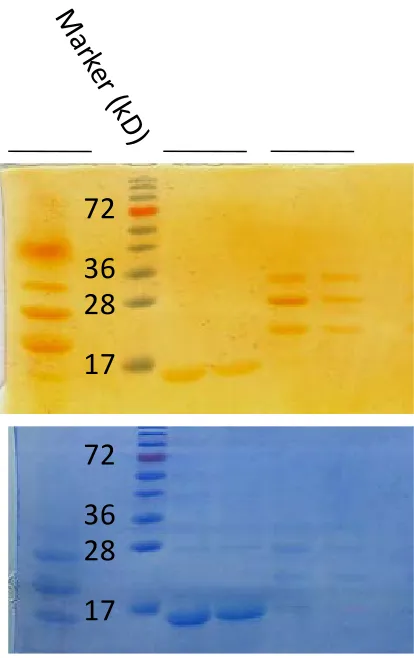 Figure 3.7 SDS gel of purified ProCA1-affi342m from SP column 
