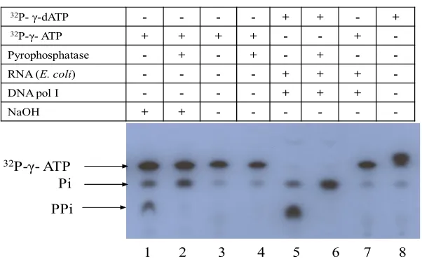 Figure 6. Generation of pyrophosphates during the hydrolysis of γ-³²P-dATP by the DNA 