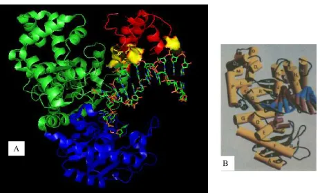 Figure 9: Crystal structure of Klenow fragment (aa 324-927) complex with DNA duplex 