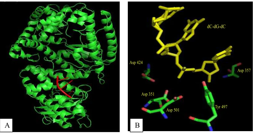 Figure 11. X-ray crustallography structure of Klenow fragment showing (A) cartoon structure 