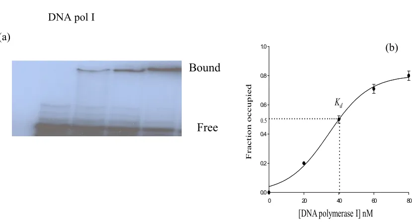 Figure 12. (a) Gel shift assay for binding of DNA polymerase I with RNA. Different amount of 