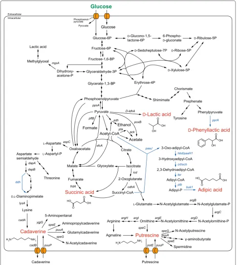 Fig. 2 Schematic representation of the metabolic pathway in E. coli for the production of building block chemicals (d-lactic acid, succinic acid, adipic acid, putrescine, cadaverine, and phenyllactic acid) for polymer synthesis