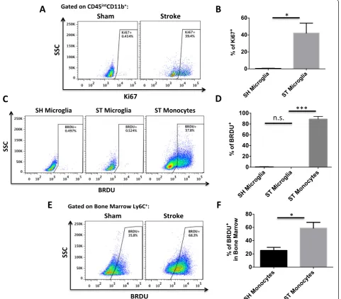 Fig. 2 Assessment of microglia proliferation and monocyte production by 72 h after stroke