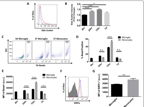 Fig. 4 Phagocytic activity of microglia and monocytes at 24 and 72 h and 7 days following stroke