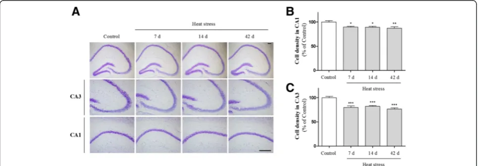 Fig. 6 Effects of heat stress on IL-1β and TNF-α production in the mouse hippocampus. Male imprinting control region (ICR) mice were exposedto high temperature for 7, 14, or 42 days