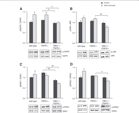 Fig. 7 Regulation of MAPK activity in the spinal cord of wild type, TNFR−/− and TBK1−/−/TNFR−/− mice