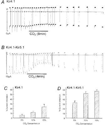 Figure 1: The expression levels of Kir4.1 and Kir5.1 channel currents.  The A and B show the inhibition of Kir 4.1 and Kir4.1-Kir5.1 channel currents at high 