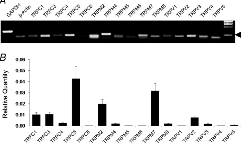 Figure 4. Expression levels of various TRP channels in LC neurons using random primers in RT-PCR